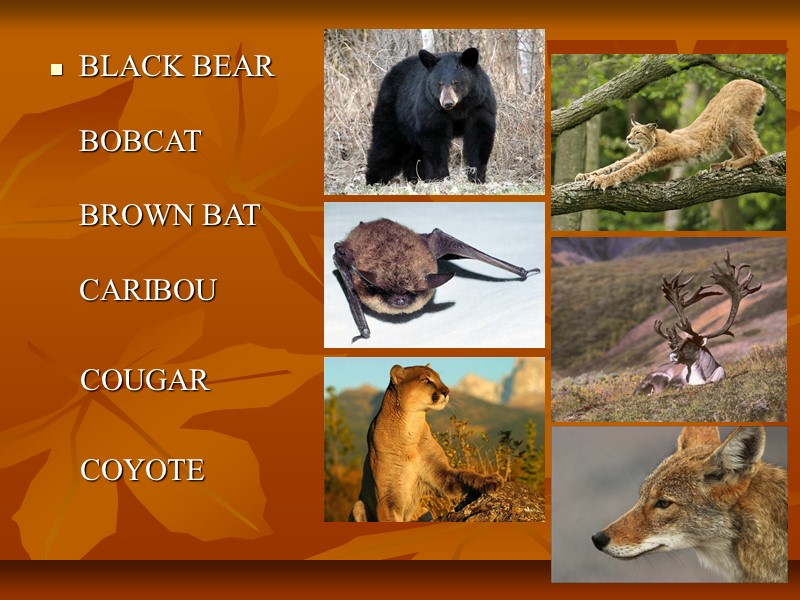 BLACK BEAR  BOBCAT  BROWN BAT  CARIBOU     